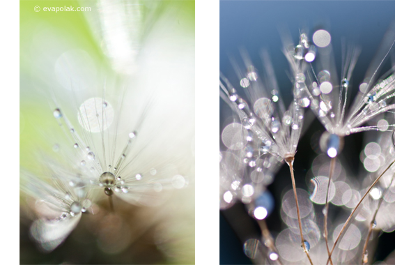 impression of dandelions, abstract